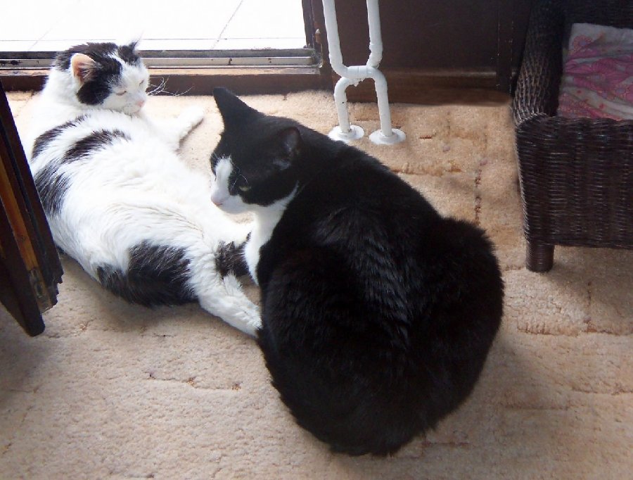 Petzi + Bommel