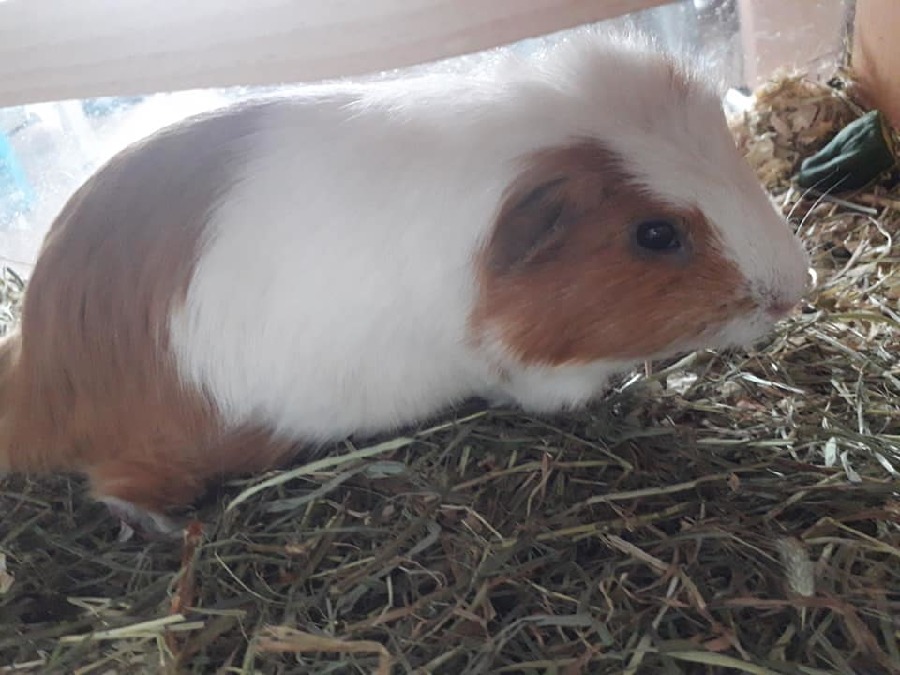 mein Pebinochen