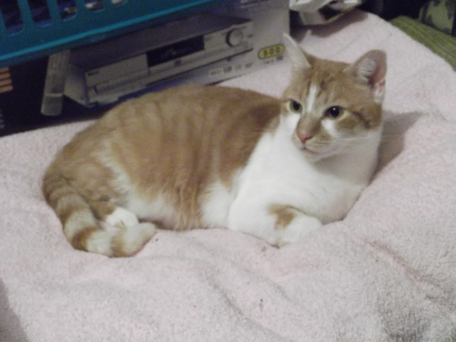 Kater Nemo auf dem Bett