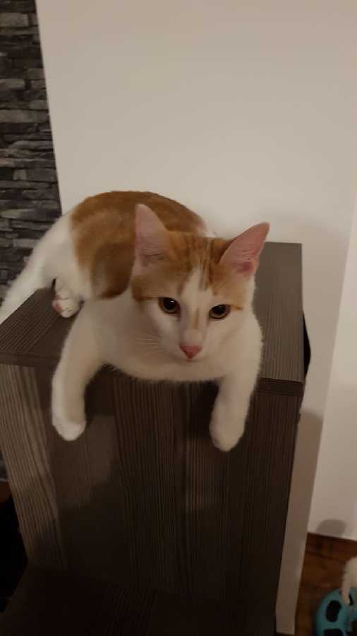 Sammy