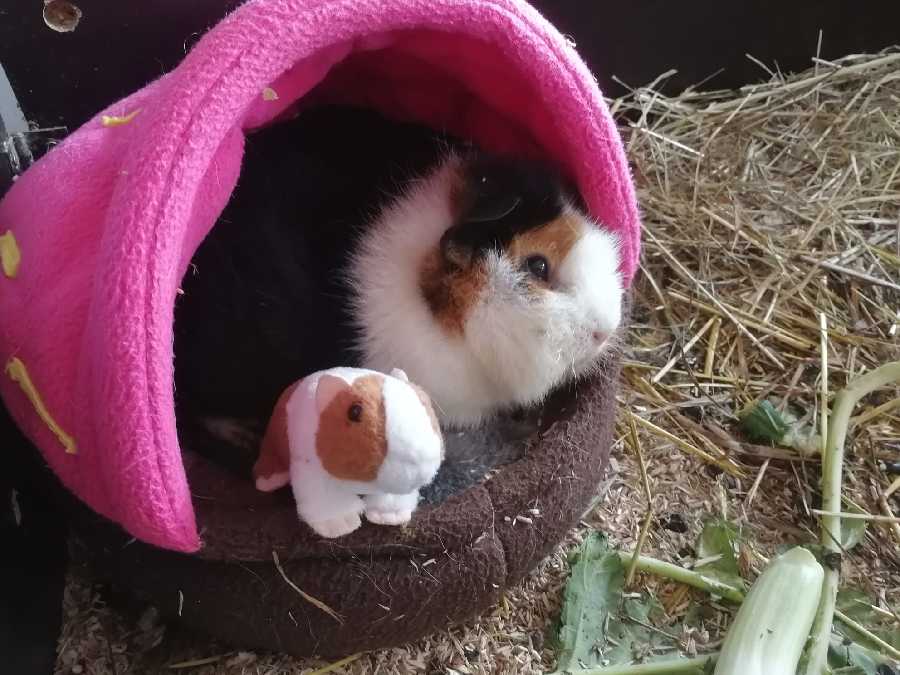 Kuschelsachen habe ich geliebt