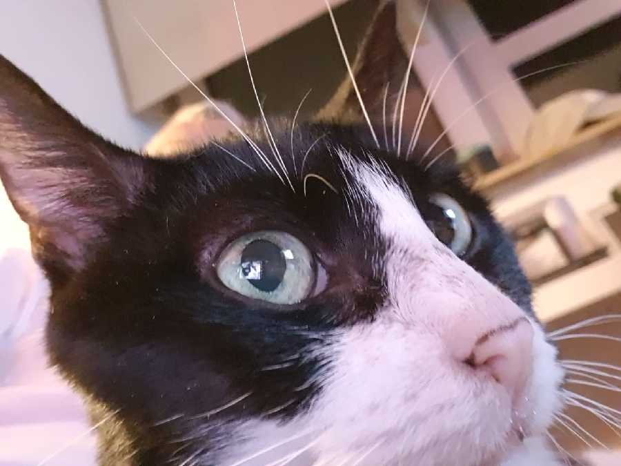 Floki