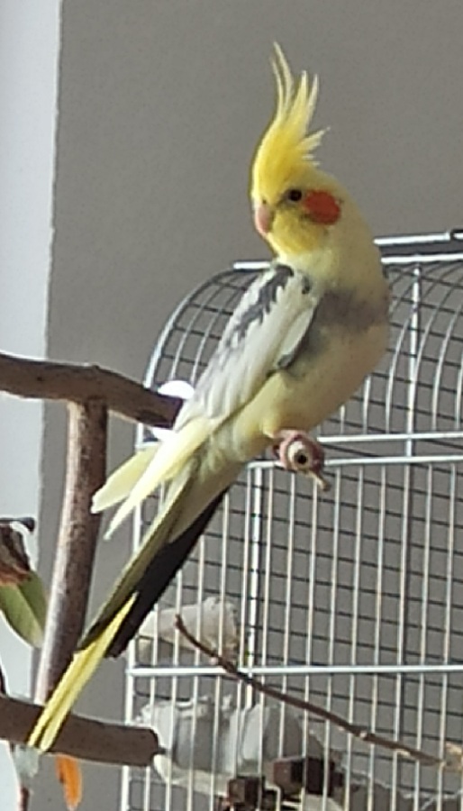 Majestro in Pose